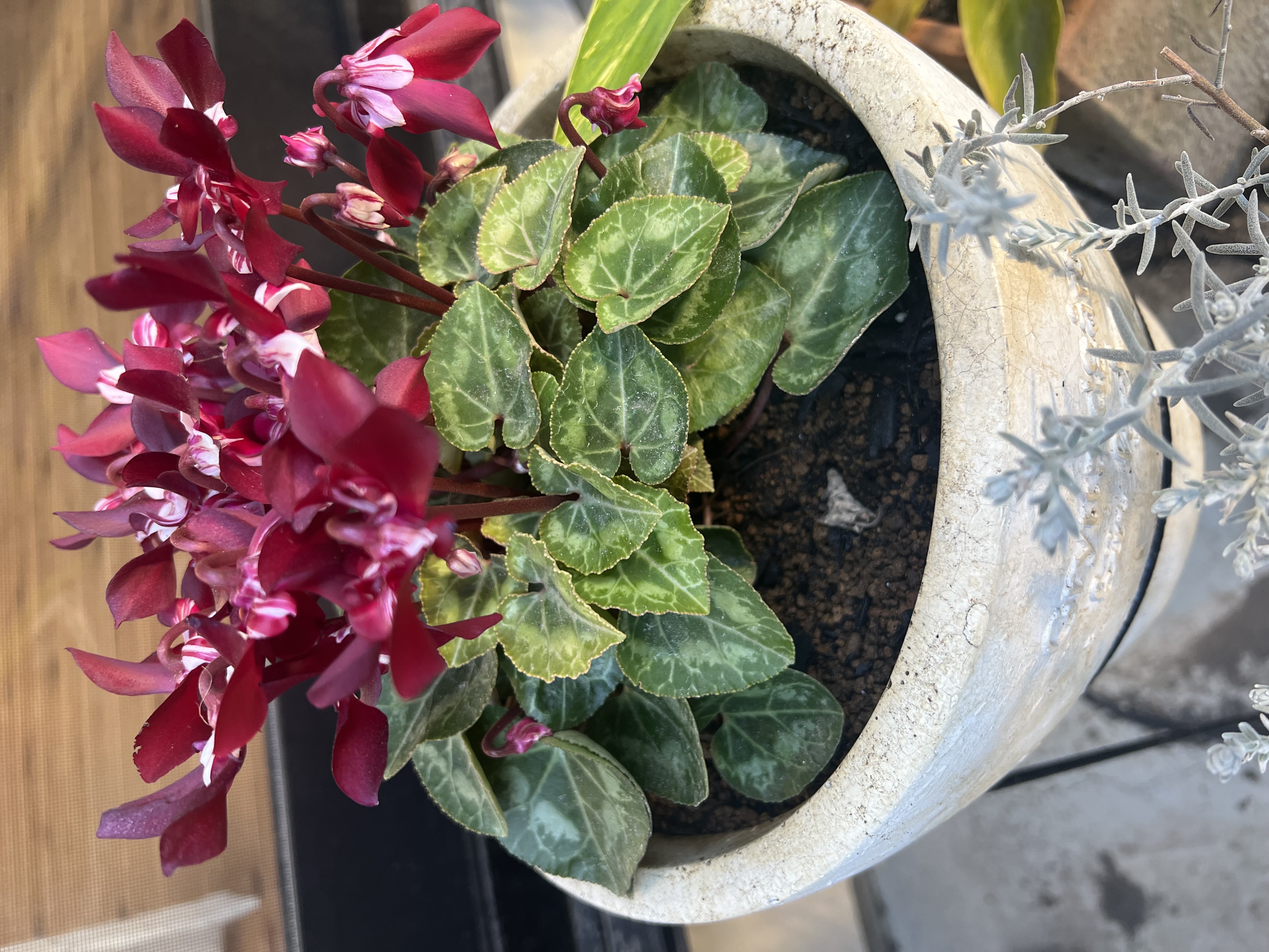 🎄クリスマスの庭